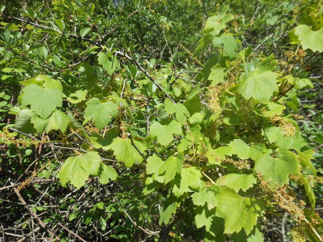 Vitis vinifera subsp. sylvestris / Vite comune (Vitales - Vitaceae)